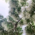 猪一样的少年