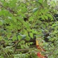 liuhai555